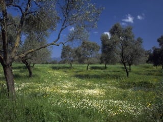 Aula 43 - Identidade