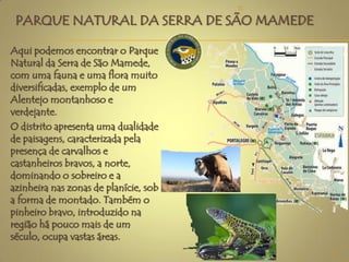 PARQUE NATURAL DA SERRA DE SÃO MAMEDE
Aqui podemos encontrar o Parque
Natural da Serra de São Mamede,
com uma fauna e uma flora muito
diversificadas, exemplo de um
Alentejo montanhoso e
verdejante.
O distrito apresenta uma dualidade
de paisagens, caracterizada pela
presença de carvalhos e
castanheiros bravos, a norte,
dominando o sobreiro e a
azinheira nas zonas de planície, sob
a forma de montado. Também o
pinheiro bravo, introduzido na
região há pouco mais de um
século, ocupa vastas áreas.
11
TC
 