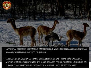 • LA VICUÑA, DELICADO Y HERMOSO CAMÉLIDO QUE VIVE LIBRE EN LAS ZONAS ANDINAS
A MÁS DE CUATRO MIL METROS DE ALTURA.
• EL PELAJE DE LA VICUÑA SE TRANSFORMA EN UNA DE LAS FIBRAS MÁS CARAS DEL
MUNDO, CON PRECIOS DE ENTRE 437 Y 650 DÓLARES POR KILOGRAMO, UN ABRIGO EN
EUROPA O JAPON HECHO DE ESTE MATERIAL CUESTA UNOS 22.000 DÓLARES.
 