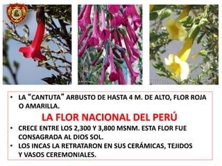 • LA “CANTUTA” ARBUSTO DE HASTA 4 M. DE ALTO, FLOR ROJA
O AMARILLA.
LA FLOR NACIONAL DEL PERÚ
• CRECE ENTRE LOS 2,300 Y 3,800 MSNM. ESTA FLOR FUE
CONSAGRADA AL DIOS SOL.
• LOS INCAS LA RETRATARON EN SUS CERÁMICAS, TEJIDOS
Y VASOS CEREMONIALES.
 