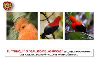 EL “TUNQUI” O “GALLITO DE LAS ROCAS” ES CONSIDERADO COMO EL
AVE NACIONAL DEL PERÚ Y GOZA DE PROTECCIÓN LEGAL.
 