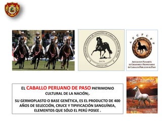 EL CABALLO PERUANO DE PASO PATRIMONIO
CULTURAL DE LA NACIÓN;.
SU GERMOPLASTO O BASE GENÉTICA, ES EL PRODUCTO DE 400
AÑOS DE SELECCIÓN, CRUCE Y TIPIFICACIÓN SANGUÍNEA,
ELEMENTOS QUE SÓLO EL PERÚ POSEE .
 