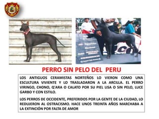 LOS ANTIGUOS CERAMISTAS NORTEÑOS LO VIERON COMO UNA
ESCULTURA VIVIENTE Y LO TRASLADARON A LA ARCILLA. EL PERRO
VIRINGO, CHONO, Q'ARA O CALATO POR SU PIEL LISA O SIN PELO, LUCE
GARBO Y CON ESTILO.
LOS PERROS DE OCCIDENTE, PREFERIDOS POR LA GENTE DE LA CIUDAD, LO
REDUJERON AL OSTRACISMO. HACE UNOS TREINTA AÑOS MARCHABA A
LA EXTINCIÓN POR FALTA DE AMOR
PERRO SIN PELO DEL PERU
 