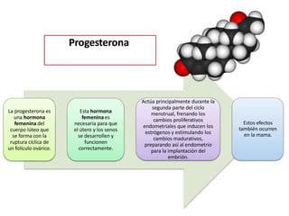 La progesterona es
una hormona
femenina del
cuerpo lúteo que
se forma con la
ruptura cíclica de
un folículo ovárico.
Esta hormona
femenina es
necesaria para que
el útero y los senos
se desarrollen y
funcionen
correctamente.
Estos efectos
también ocurren
en la mama.
Actúa principalmente durante la
segunda parte del ciclo
menstrual, frenando los
cambios proliferativos
endometriales que inducen los
estrógenos y estimulando los
cambios madurativos,
preparando así al endometrio
para la implantación del
embrión.
Progesterona
 