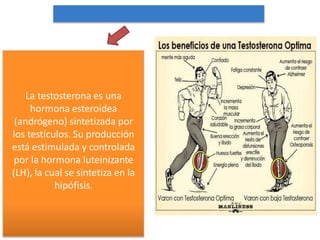 La testosterona es una
hormona esteroidea
(andrógeno) sintetizada por
los testículos. Su producción
está estimulada y controlada
por la hormona luteinizante
(LH), la cual se sintetiza en la
hipófisis.
 