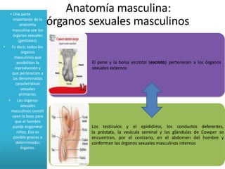 Anatomía masculina:
órganos sexuales masculinos
• Una parte
importante de la
anatomía
masculina son los
órganos sexuales
(genitales).
• Es decir, todos los
órganos
masculinos que
posibilitan la
reproducción y
que pertenecen a
las denominadas
características
sexuales
primarias.
• Los órganos
sexuales
masculinos constit
uyen la base para
que el hombre
pueda engendrar
niños. Eso es
posible gracias a
determinados
órganos.
El pene y la bolsa escrotal (escroto) pertenecen a los órganos
sexuales externos
Los testículos y el epidídimo, los conductos deferentes,
la próstata, la vesícula seminal y las glándulas de Cowper se
encuentran, por el contrario, en el abdomen del hombre y
conforman los órganos sexuales masculinos internos
 