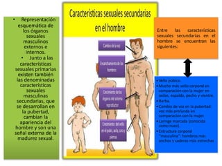 • Representación
esquemática de
los órganos
sexuales
masculinos
externos e
internos.
• Junto a las
características
sexuales primarias
existen también
las denominadas
características
sexuales
masculinas
secundarias, que
se desarrollan en
la pubertad,
cambian la
apariencia del
hombre y son una
señal externa de la
madurez sexual.
Entre las características
sexuales secundarias en el
hombre se encuentran las
siguientes:
•Vello púbico.
•Mucho más vello corporal en
comparación con la mujer en
axilas, espalda, pecho y vientre.
•Barba.
•Cambio de voz en la pubertad:
voz más profunda en
comparación con la mujer.
•Laringe marcada (conocida
como nuez).
•Estructura corporal
“masculina”: hombros más
anchos y caderas más estrechas
 