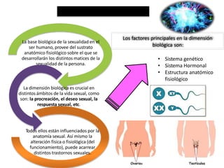La base biológica de la sexualidad en el
ser humano, provee del sustrato
anatómico fisiológico sobre el que se
desarrollarán los distintos matices de la
sexualidad de la persona.
La dimensión biológica es crucial en
distintos ámbitos de la vida sexual, como
son: la procreación, el deseo sexual, la
respuesta sexual, etc.
Todos ellos están influenciados por la
anatomía sexual. Así mismo la
alteración física o fisiológica (del
funcionamiento), puede acarrear
distintos trastornos sexuales.
Los factores principales en la dimensión
biológica son:
• Sistema genético
• Sistema Hormonal
• Estructura anatómico
fisiológico
 