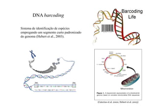 (Caterino et al. 2000; Hebert et al. 2003) 
DNA barcoding 
Sistema de identificação de espécies 
empregando um segmento curto padronizado 
do genoma (Hebert et al., 2003). 
 