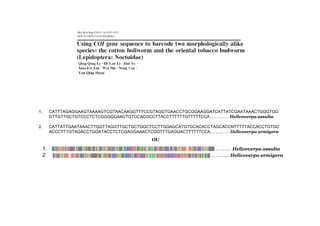 1. CATTTAGAGGAAGTAAAAGTCGTAACAAGGTTTCCGTAGGTGAACCTGCGGAAGGATCATTATCGAATAAACTGGGTGG 
GTTGTTGCTGTCCCTCTCGGGGGAACTGTGCACGCCTTACCTTTTTTGTTTTTCCA………….. Helicoverpa assulta 
2. CATTATTGAATAAACTTGGTTAGGTTGCTGCTGGCTCCTTGGAGCATGTGCACACCTAGCACCNTTTTTACCACCTGTGC 
ACCCTTTGTAGACCTGGATACCTCTCGAGGAAACTCGGTTTGAGGACTTTTTTCCA………….. Helicoverpa armigera 
OU 
1. …………………………………..……………………………………………………Helicoverpa assulta 
2. ….…………………………………………………………………………………... Helicoverpa armigera 
 