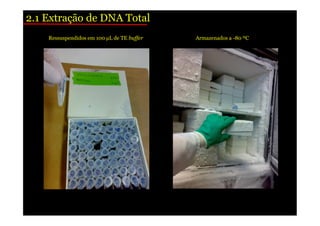 2.1 Extração de DNA Total 
Ressuspendidos em 100 μL de TE buffer Armazenados a -80 ºC 
 