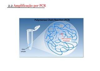 2.2 Amplificação por PCR 
 