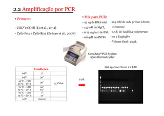 2.2 Amplificação por PCR 
• Primers: 
- COIF e COIR (Li et al., 2011) 
- Cytb-F02 e Cytb-R02 (Behere et al., 2008) 
• Mix para PCR: 
- 25 ng de DNA total 
- 2,5 mM de MgCl2 
- 0,25 mg/mL de BSA 
- 100 μM de dNTPs 
- 0,5 mM de cada primer (direto 
e reverso) 
- 1,5 U de TaqDNA polymerase 
- 10 x TaqBuffer 
- Volume final: 25 μL 
GeneAmp®PCR System 
9700 thermal cycler 
Condições 
94oC 3’ 
94oC 30” 
35 Ciclos 
45 oC – COI 
50 oC – Cyt b 30” 
70 oC – COI 
72 oC – Cyt b 
90” 
60” 
70 oC – COI 
72 oC – Cyt b 
7’ 
10’ 
10oC forever 
2 μL 
Gel agarose 1% em 1 x TAE 
 
