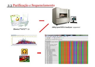 2.3 Purificação e Sequenciamento 
IllustraTMGFXTM kit 
ABI3730xl DNA Analyzer sequencer 
 