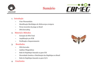 Sumário 
1. Introdução 
– Crise Fitossanitária 
– Identificação Morfológica de Helicoverpa armigera 
– Novas incursões da praga no Brasil 
– DNA barcoding 
2. Material e Métodos 
– Extração de DNA Total 
– Amplificação por PCR 
– Purificação e Sequenciamento 
3. Resultados 
– DNA barcodes 
– Análises Filogenéticas 
– Rede de Haplótipos baseada no gene COI 
– Diversidade Genética e Distribuição dos Haplótipos no Brasil 
– Rede de Haplótipos baseada no gene Cyt b 
4. Conclusões 
 
