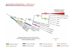3.2 Análises Filogenéticas – COI (658 pb) 
 