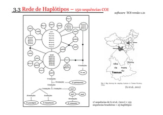 3.3 Rede de Haplótipos – 150 sequências COI 
software TCS versão 1.21 
(Li et al., 2011) 
17 sequências de Li et al., (2011) + 133 
sequências brasileiras = 23 haplótipos 
 