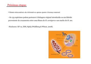 Próximas etapas 
• Genes mitocondriais são informativos apenas quanto à herança maternal. 
- Os 133 espécimes podem pertencer à linhagem original introduzida ou um híbrido 
proveniente do cruzamento entre uma fêmea de H. armigera e um macho de H. zea. 
-Nucleares: EF-1α, IDH, RpS5 (Wahlberg & Wheat, 2008). 
 