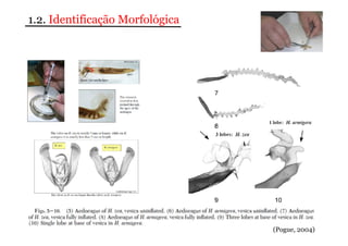 (Pogue, 2004) 
1.2. Identificação Morfológica 
 