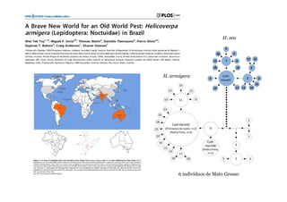 H. armigera 
H. zea 
6 indivíduos de Mato Grosso 
 