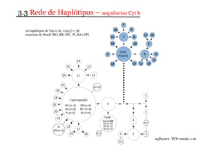 3.3 Rede de Haplótipos – sequências Cyt b 
26 haplótipos de Tay et al., (2013) + 38 
amostras do Brasil (RO, RR, MT, PI, BA e SP) 
software TCS versão 1.21 
 