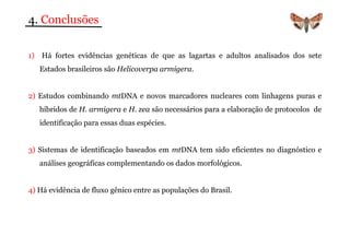 4. Conclusões 
1) Há fortes evidências genéticas de que as lagartas e adultos analisados dos sete 
Estados brasileiros são Helicoverpa armigera. 
2) Estudos combinando mtDNA e novos marcadores nucleares com linhagens puras e 
híbridos de H. armigera e H. zea são necessários para a elaboração de protocolos de 
identificação para essas duas espécies. 
3) Sistemas de identificação baseados em mtDNA tem sido eficientes no diagnóstico e 
análises geográficas complementando os dados morfológicos. 
4) Há evidência de fluxo gênico entre as populações do Brasil. 
 