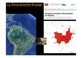1.3. Novas incursões da praga 
 