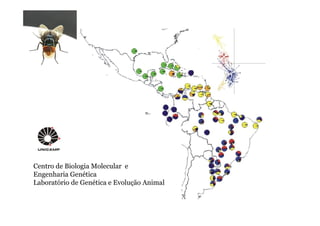 Centro de Biologia Molecular e 
Engenharia Genética 
Laboratório de Genética e Evolução Animal 
 