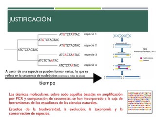 9
Las técnicas moleculares, sobre todo aquellas basadas en amplificación
por PCR y comparación de secuencias, se han incorporado a la caja de
herramientas de los estudiosos de las ciencias naturales.
Estudios de la biodiversidad, la evolución, la taxonomía y la
conservación de especies.
PCR
Ramírez-Pacheco, 2013
A partir de una especie se pueden formar varias, lo que se
refleja en la secuencia de nucleótidos (cientos o miles de años)
JUSTIFICACIÓN
 