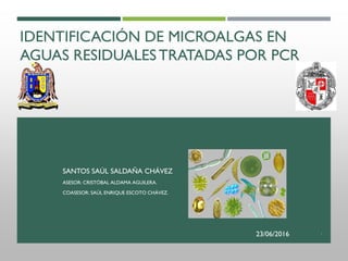 IDENTIFICACIÓN DE MICROALGAS EN
AGUAS RESIDUALESTRATADAS POR PCR
SANTOS SAÚL SALDAÑA CHÁVEZ
ASESOR: CRISTÓBAL ALDAMA AGUILERA.
COASESOR: SAÚL ENRIQUE ESCOTO CHÁVEZ.
23/06/2016 1
 