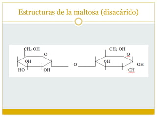 Estructuras de la maltosa (disacárido)
 
