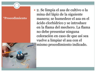 °Procedimiento
2. Se limpia el asa de cultivo o la
mina del lápiz de la siguiente
manera; se humedece el asa en el
ácido clorhídrico y se introduce
en la flama del mechero. La flama
no debe presentar ninguna
coloración en caso de que así sea
vuelve a limpiar el asa con el
mismo procedimiento indicado.