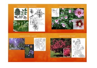 Fraxinus americana – Fresno americano
                                        Hibiscus siriacus – Rosa de Siria




    Jacaranda mimosifolia - Jacarandá   Lagerstroemia indicans - Crespón
 