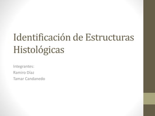 Identificación de Estructuras 
Histológicas 
Integrantes: 
Ramiro Díaz 
Tamar Candanedo 
 
