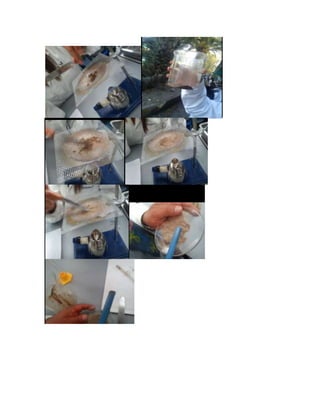 Identificación de iones en el suelo