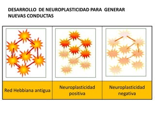 Red Hebbiana antigua
Neuroplasticidad
positiva
Neuroplasticidad
negativa
DESARROLLO DE NEUROPLASTICIDAD PARA GENERAR
NUEVAS CONDUCTAS
 
