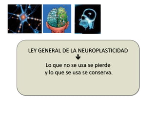 LEY GENERAL DE LA NEUROPLASTICIDAD

Lo que no se usa se pierde
y lo que se usa se conserva.
 