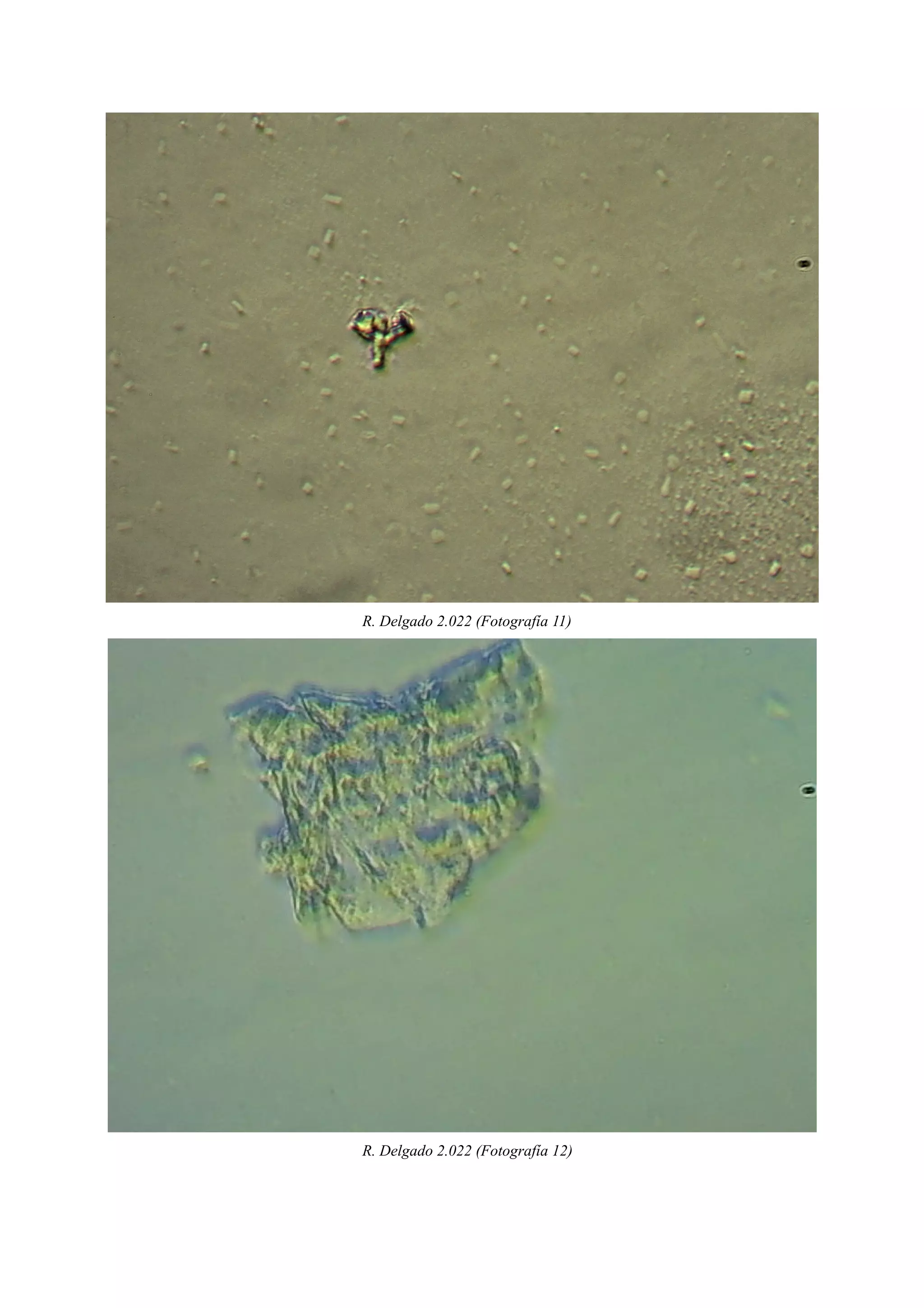 R. Delgado 2.022 (Fotografía 11)
R. Delgado 2.022 (Fotografía 12)
 