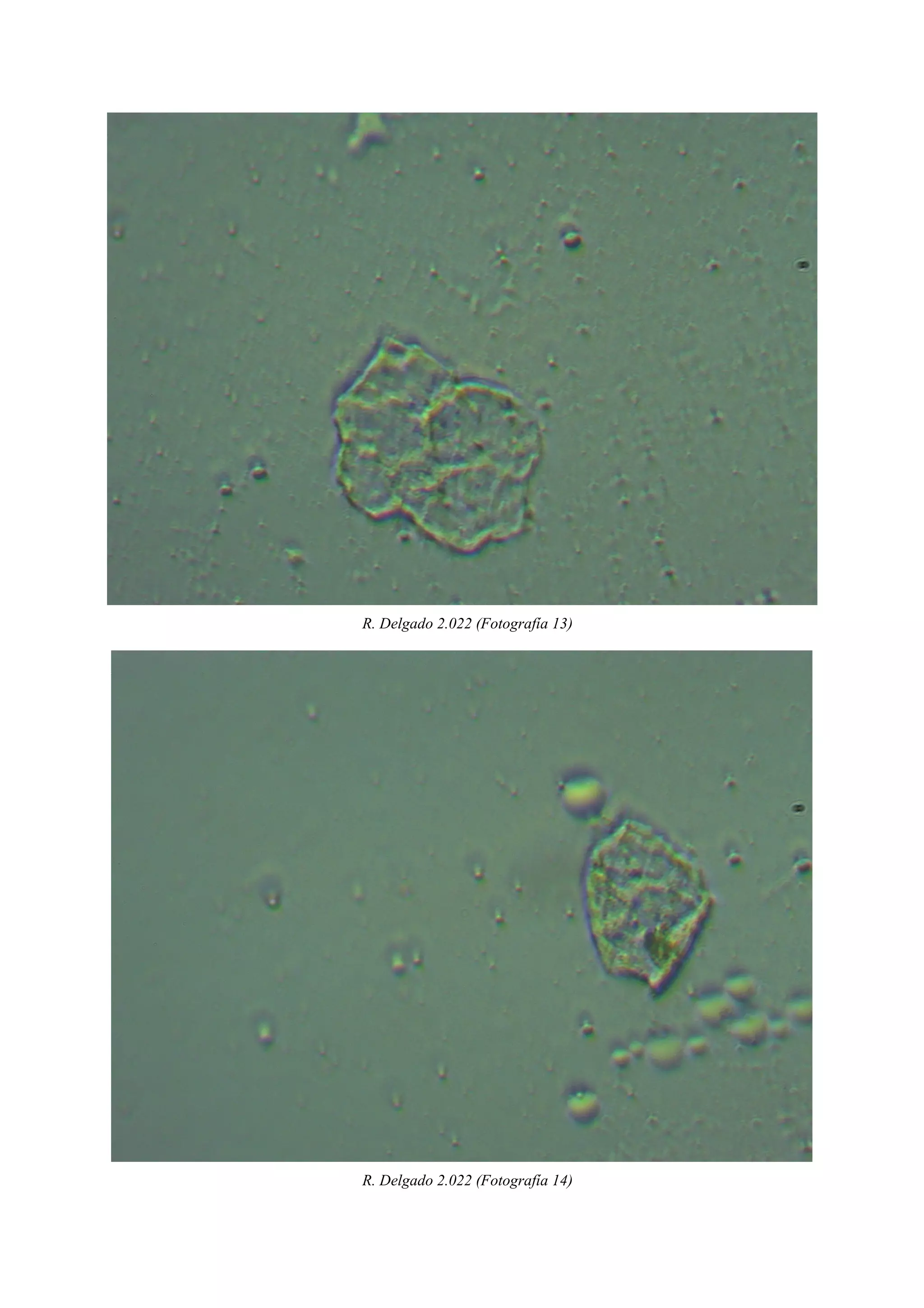 R. Delgado 2.022 (Fotografía 13)
R. Delgado 2.022 (Fotografía 14)
 