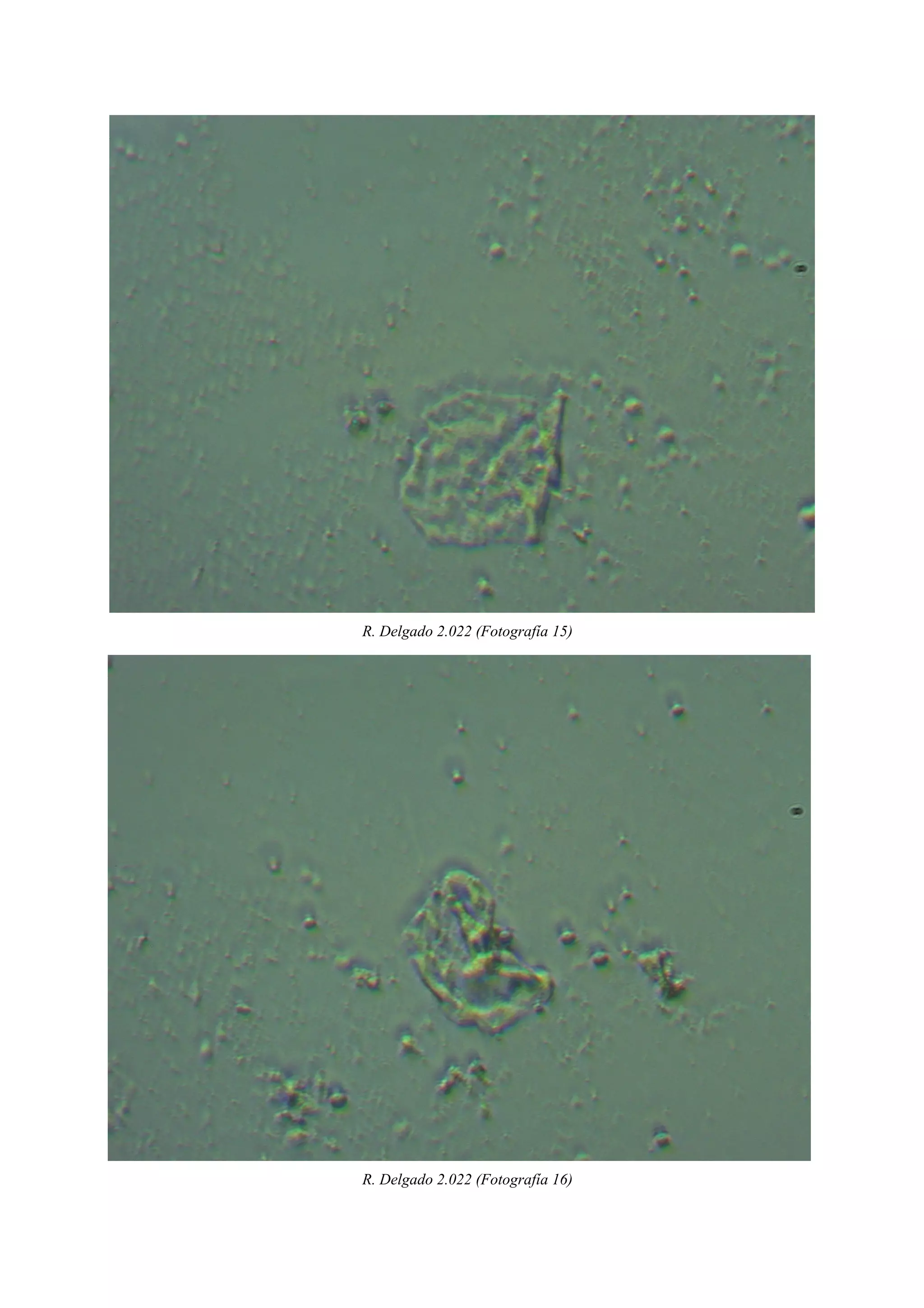 R. Delgado 2.022 (Fotografía 15)
R. Delgado 2.022 (Fotografía 16)
 