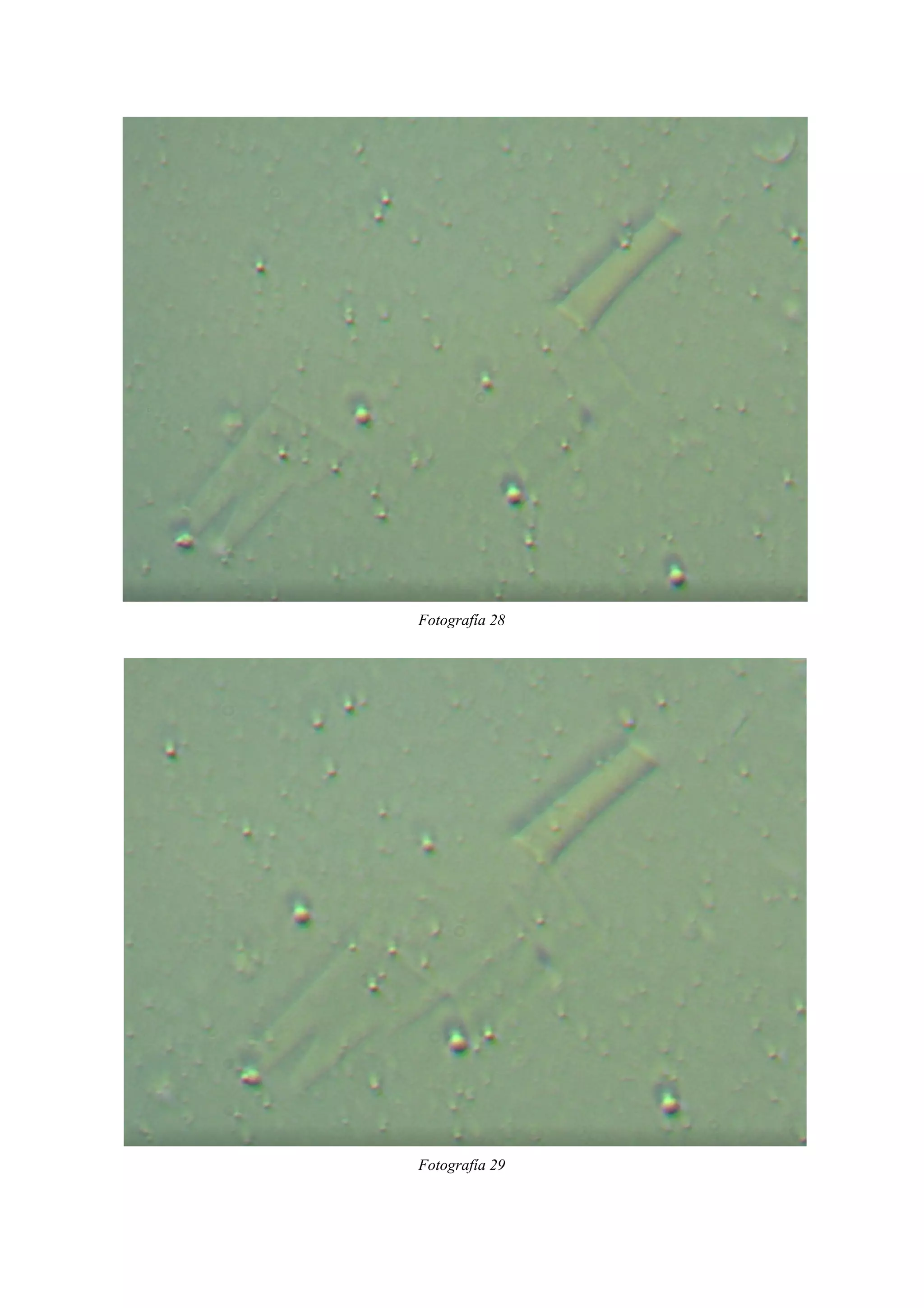 Fotografía 28
Fotografía 29
 