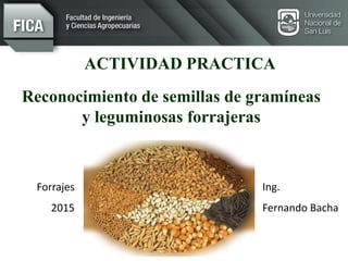 ACTIVIDAD PRACTICA
Reconocimiento de semillas de gramíneas
y leguminosas forrajeras
Forrajes
2015
Ing.
Fernando Bacha
 