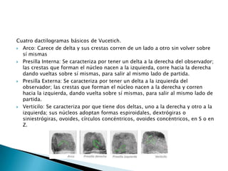 Cuatro dactilogramas básicos de Vucetich.Arco: Carece de delta y sus crestas corren de un lado a otro sin volver sobre sí mismas Presilla Interna: Se caracteriza por tener un delta a la derecha del observador; las crestas que forman el núcleo nacen a la izquierda, corre hacia la derecha dando vueltas sobre sí mismas, para salir al mismo lado de partida. Presilla Externa: Se caracteriza por tener un delta a la izquierda del observador; las crestas que forman el núcleo nacen a la derecha y corren hacia la izquierda, dando vuelta sobre sí mismas, para salir al mismo lado de partida. Verticilo: Se caracteriza por que tiene dos deltas, uno a la derecha y otro a la izquierda; sus núcleos adoptan formas espiroidales, dextrógiras o siniestrógiras, ovoides, círculos concéntricos, ovoides concéntricos, en S o en Z.