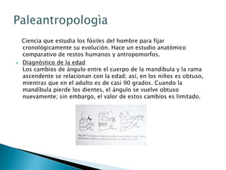    Ciencia que estudia los fósiles del hombre para fijar cronológicamente su evolución. Hace un estudio anatómico comparativo de restos humanos y antropomorfos.Diagnóstico de la edadLos cambios de ángulo entre el cuerpo de la mandíbula y la rama ascendente se relacionan con la edad; así, en los niños es obtuso, mientras que en el adulto es de casi 90 grados. Cuando la mandíbula pierde los dientes, el ángulo se vuelve obtuso nuevamente; sin embargo, el valor de estos cambios es limitado.Paleantropologìa