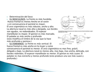Determinación del SexoEn MASCULINOS. La frente es más hundida.Hueso frontal es menos Ancho en el varóny en consecuencia el parietal es mayor. El arco zigomático es más robusto, ancho y alto. La abertura nasal es más alta y alargada, sus bordes son agudos, no redondeados. El espesor mandibular es mayor. El gonion es más marcado. El paladar es más ancho y profundo (esto modifica el timbre de la voz que la hace más profunda y pastosa.)En FEMENINOS. La frente es más vertical. El hueso frontal es más ancho en la mujer y como consecuencia el parietal es menor. El arco zigomático es mas fino, grácil, delgado y bajo. La abertura nasal es menos alta, mas baja, mas ancha, delicada, con bordes redondos. El espesor mandibular es menor. El gonion es más suave. El paladar es mas estrecho y menos profundo (esto produce una voz más suave y profunda.)