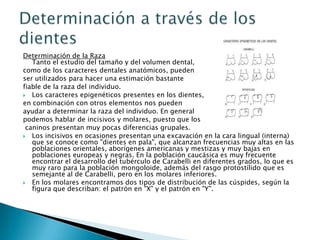 Determinación de la RazaTanto el estudio del tamaño y del volumen dental, como de los caracteres dentales anatómicos, pueden ser utilizados para hacer una estimación bastante fiable de la raza del individuo. Los caracteres epigenéticos presentes en los dientes, en combinación con otros elementos nos pueden ayudar a determinar la raza del individuo. En general podemos hablar de incisivos y molares, puesto que loscaninos presentan muy pocas diferencias grupales.Los incisivos en ocasiones presentan una excavación en la cara lingual (interna) que se conoce como "dientes en pala", que alcanzan frecuencias muy altas en las poblaciones orientales, aborígenes americanas y mestizas y muy bajas en poblaciones europeas y negras. En la población caucásica es muy frecuente encontrar el desarrollo del tubérculo de Carabelli en diferentes grados, lo que es muy raro para la población mongoloide, además del rasgo protostílido que es semejante al de Carabelli, pero en los molares inferiores.En los molares encontramos dos tipos de distribución de las cúspides, según la figura que describan: el patrón en "X" y el patrón en "Y".Determinación a través de los dientes