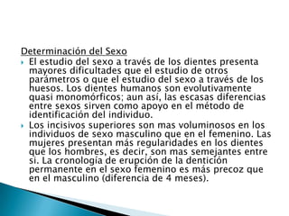 Determinación del SexoEl estudio del sexo a través de los dientes presenta mayores dificultades que el estudio de otros parámetros o que el estudio del sexo a través de los huesos. Los dientes humanos son evolutivamente quasimonomórficos; aun así, las escasas diferencias entre sexos sirven como apoyo en el método de identificación del individuo.Los incisivos superiores son mas voluminosos en los individuos de sexo masculino que en el femenino. Las mujeres presentan más regularidades en los dientes que los hombres, es decir, son mas semejantes entre si. La cronología de erupción de la dentición permanente en el sexo femenino es más precoz que en el masculino (diferencia de 4 meses).
