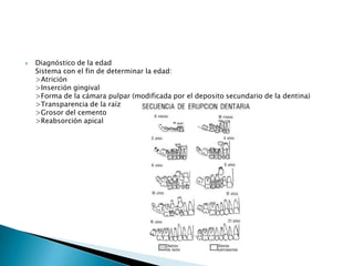 Diagnóstico de la edadSistema con el fin de determinar la edad:>Atrición>Inserción gingival>Forma de la cámara pulpar (modificada por el deposito secundario de la dentina)>Transparencia de la raíz>Grosor del cemento>Reabsorción apical