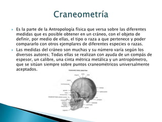 Es la parte de la Antropología física que versa sobre las diferentes medidas que es posible obtener en un cráneo, con el objeto de definir, por medio de ellas, el tipo o raza a que pertenece y poder compararlo con otros ejemplares de diferentes especies o razas.Las medidas del cráneo son muchas y su número varía según los diversos autores; Todas ellas se realizan con ayuda de un compás de espesor, un calibre, una cinta métrica metálica y un antropómetro, que se sitúan siempre sobre puntos craneométricos universalmente aceptados. Craneometría