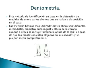 Este método de identificación se basa en la obtención de medidas de uno o varios dientes que se hallan a disposición en el caso. Las medidas básicas más utilizadas hasta ahora son: diámetro mesiodistal, diámetro bucolingual y altura de la corona, aunque a veces se incluye también la altura de la raíz, en caso de que los dientes no estén alojados en sus alveolos y se puedan medir completamente.Dentometria.